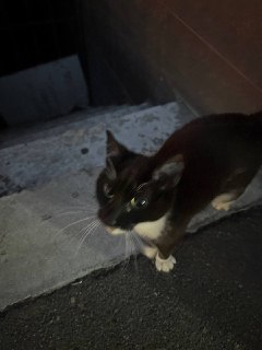 Беззащитный котенок нуждается в помощи на Шувалова 1