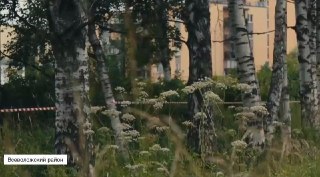 Вырубка деревьев ради расширения Дороги жизни: мнения жителей