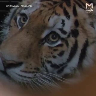 Международный день тигра: Агафья из Ленинградского зоопарка и её история спасения