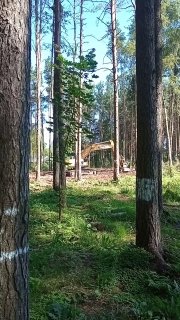 В Лавриках вырубают Муринский лес: экологическая катастрофа и разрушение природы