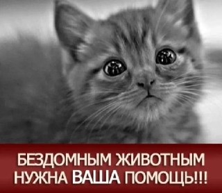 Маленькие котята в беде нуждаются в помощи и новом доме