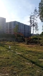В Муринском лесу продолжается санитарная вырубка